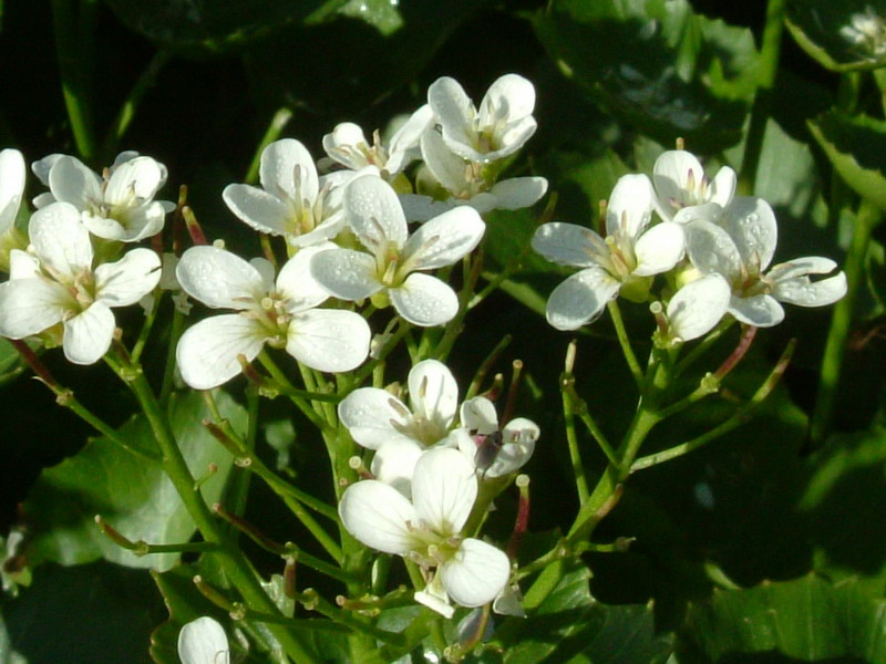 Nasturtium officinale / Crescione d''acqua